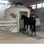 Horse going into a hyperbaric chamber