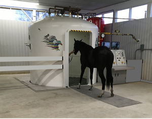 Horse going into a hyperbaric chamber